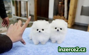 Krásne Pomeranian šteňatá pre prijatie_1 435632_1.jpg