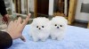 Krásne Pomeranian šteňatá pre prijatie 435632_t.jpg