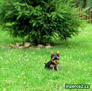 jorkšírský teriér štěně Yorkie Sladké dítě hledá milující domov._1 436248_1.jpg