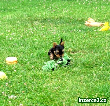 jorkšírský teriér štěně Yorkie Sladké dítě hledá milující domov._2 436248_2.jpg