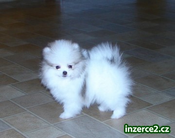 BABY DOLL FACE POMERANAIN PUPPY PRO PŘIJETÍ_1 43677_1.jpg