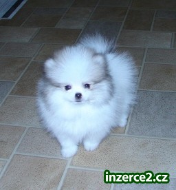 BABY DOLL FACE POMERANAIN PUPPY PRO PŘIJETÍ_2 43677_2.jpg