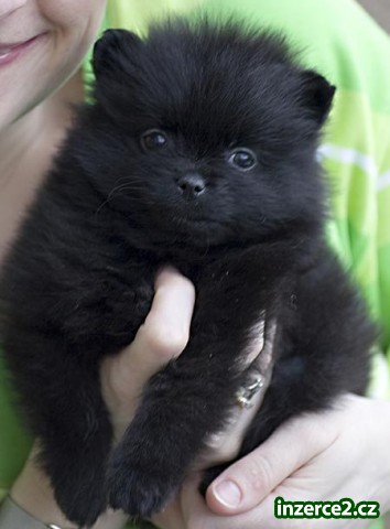 ŽENSKÉ POMERARIAN PUPPY PRO PŘIJETÍ_1 43678_1.jpg