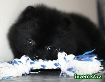 ŽENSKÉ POMERARIAN PUPPY PRO PŘIJETÍ_2 43678_2.jpg