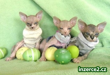 Sphynx koťátka s PP, letní cena_1 436794_1.jpg