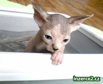 Sphynx koťátka s PP, letní cena_2 436794_2.jpg