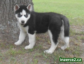Sibirský husky štenata._1 436871_1.jpg