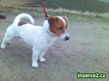 jack russel terier*KE KRYTI*_2 437203_2.jpg
