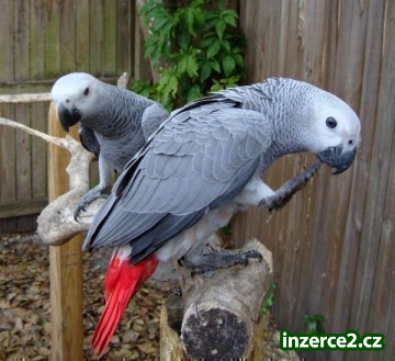 zdravé africké šedé papoušci_1 437360_1.jpg