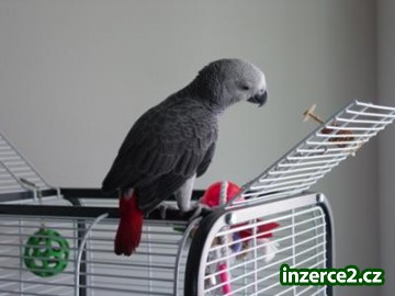Africké šedá papoušci k přijetí_1 437419_1.jpg