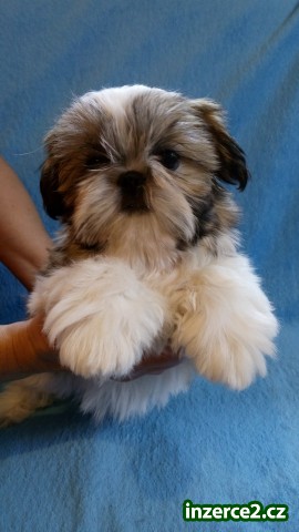 Krásná štěňátka Shih-tzu s PP_1 437575_1.jpg