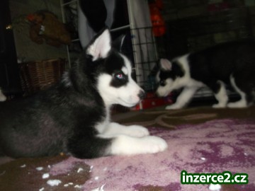 Rozkošný Sibiřský husky Štěňata_1 437633_1.jpg