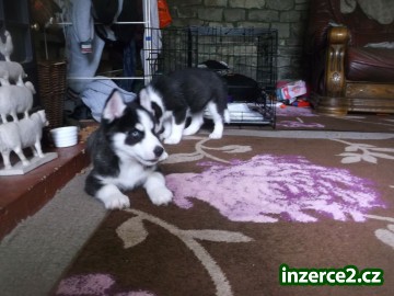 Rozkošný Sibiřský husky Štěňata_2 437633_2.jpg