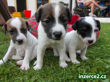 Štěňata Jack russell teriér_1 437739_1.jpg