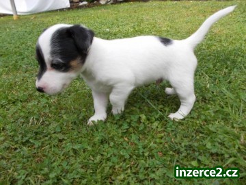 Štěňata Jack russell teriér_2 437739_2.jpg