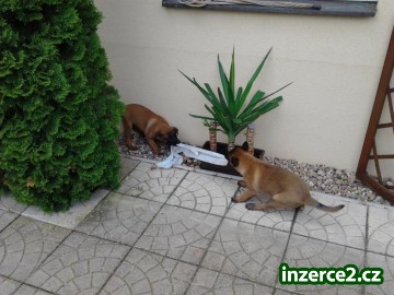 prodam fenku belgickeho ovcaka malinois_1 437919_1.jpg