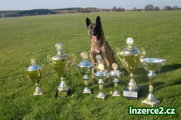 prodam fenku belgickeho ovcaka malinois_2 437919_2.jpg