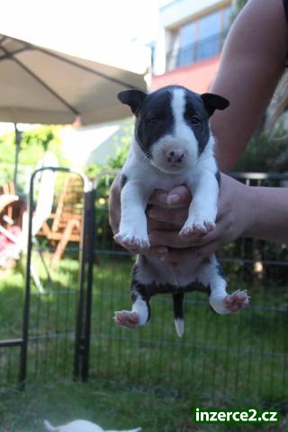MINI Bullterrier_1 437934_1.jpg