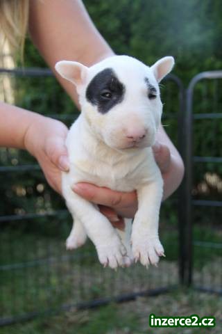 MINI Bullterrier_2 437934_2.jpg