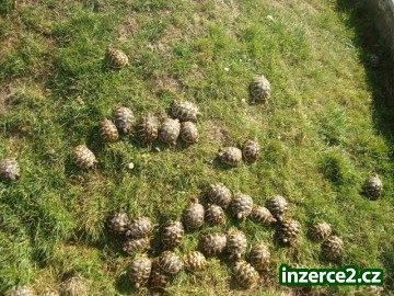 ŽELVA SUCHOZEMSKÁ (zelenavá, žlutohnědá, vroubená)_2 438405_2.jpg