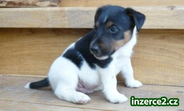 Štěňata foxteriér hladkosrstý_1 438488_1.jpg