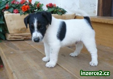 Štěňata foxteriér hladkosrstý_2 438488_2.jpg