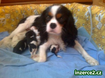 Zadám štěňata Kavalier King Charles spaniel_1 438627_1.jpg