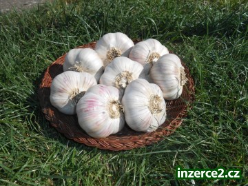 Nabízím český česnek možnost odběru ihned_1 438662_1.jpg