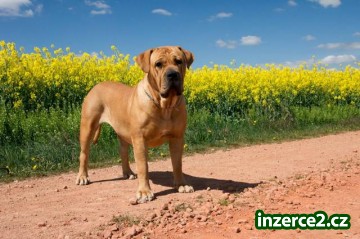 Fena Boerboel_1 439018_1.jpg