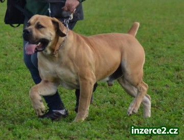Fena Boerboel_2 439018_2.jpg