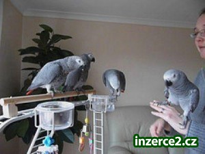 Vánoční africké šedé papoušci na prodej_1 440571_1.jpg