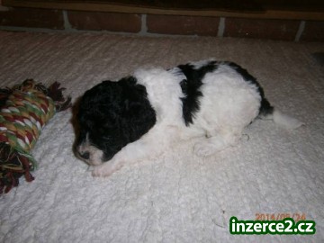 Pudl trpasličí harlekin_2 440866_2.jpg