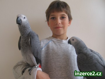 Amazoňan modročelý a žako_2 441261_2.jpg