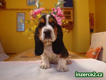 Basset Hound, Basset, Baset_1 441370_1.jpg