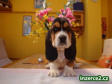 Basset Hound, Basset, Baset_2 441370_2.jpg