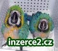 KRÁSNÝ RUČNĚ ZVÝŠIT MLUVIT PAPOUŠCI A JEJICH ČERSTVÁ SNESENÝMI VEJCI NA PRODEJ_1 442005_1.jpg