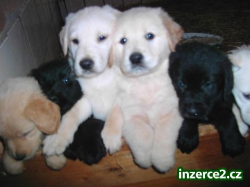 Čokoláda, Fox červená / žlutá a černá Labrador Štěňata_1 442235_1.jpg