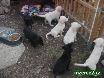 Čokoláda, Fox červená / žlutá a černá Labrador Štěňata_2 442235_2.jpg