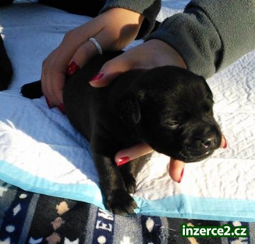 Prodám štěňata Patterdale teriera_1 442403_1.jpg