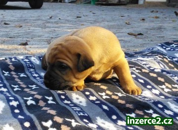 Prodám štěňata Patterdale teriera_2 442403_2.jpg