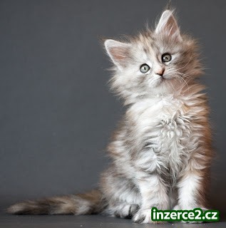 Mužské a ženské Main Coon koťátka_1 442533_1.jpg