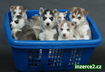 Modré oči sibiřský Husky štěňata_1 442547_1.jpg