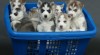 Modré oči sibiřský Husky štěňata 442547_t.jpg