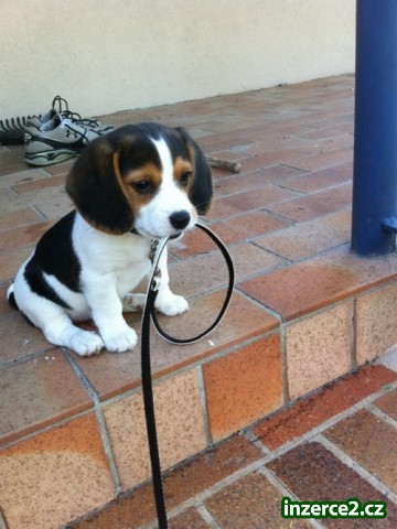 Samec a samice štěňata Beagle_1 442548_1.jpg