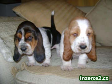 Štěňata Basset Hound_1 442549_1.jpg