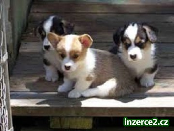 Štěňata Pembroke Welsh Corgi_1 442557_1.jpg