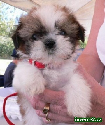 Roztomilá štěňátka Shih-tzu_1 442560_1.jpg