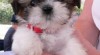 Roztomilá štěňátka Shih-tzu 442560_t.jpg