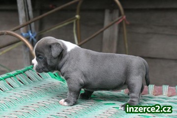 Americký Pit Bull teriér štěňátka připravena_1 442562_1.jpg