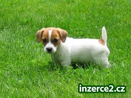 Jack Russell teriér štěňata_1 442569_1.jpg